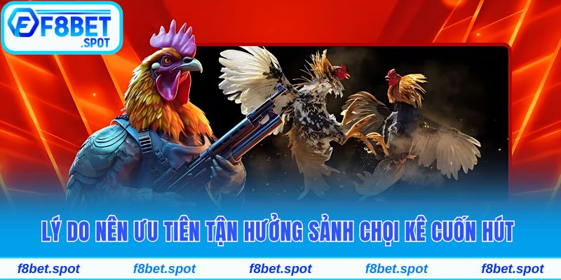 Lý do nên ưu tiên tận hưởng sảnh chọi kê cuốn hút